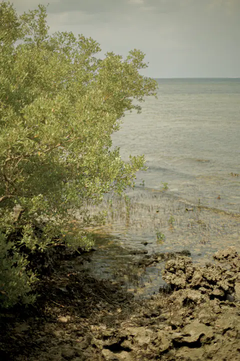 Ocean view
